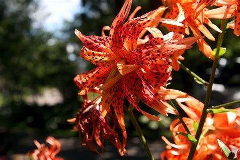 How To Grow Tiger Lilies A Cottage Garden Favorite Dengarden