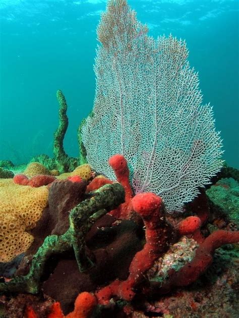 23 Best Images About Boho Coral Reefs On Pinterest Cardinals Great
