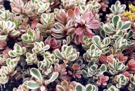 If you're looking for a beautiful plant that thrives with virtual neglect, a creeping sedum just might fit the bill. George's Plant Pick of the Week: Creeping sedum 'Tricolor ...
