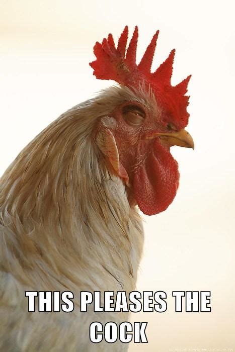 This Rooster Is Happy Too This Pleases X Know Your Meme