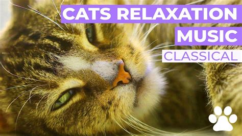 Relaxing Music For Cats Music For Cats Sleep Music For Cats 2020