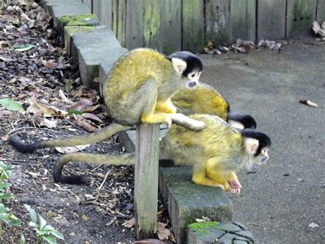Squirrel Monkeys Zoochat