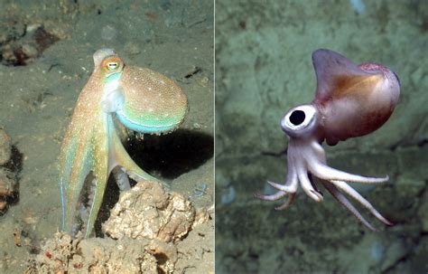 Whats The Difference Octopus Vs Squid How Many Tentacles On Squid