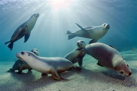 Australian Sea Lions Playing In The Shallows Of Hopkins Island