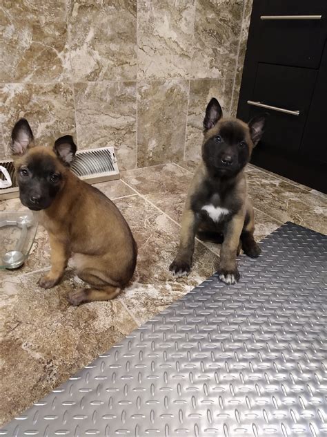 If you are looking to adopt or buy a belgian malinois take a look here! Belgian Shepherd Dog (Malinois) Puppies For Sale | La ...
