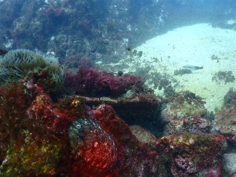 PADI Deep Diver With Haliotis Oeiras By BORK