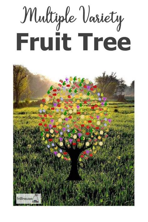 Free delivery and returns on ebay plus items for plus members. Multiple Variety Fruit Tree - grafting miracle | Fruit ...