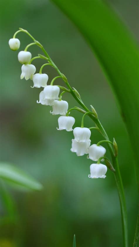 White Bell Flowers Shrub