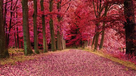 2560x1440 Fall Foilage Path Pink Trees 1440p Resolution Hd 4k