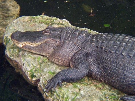 American Alligators Whozoo