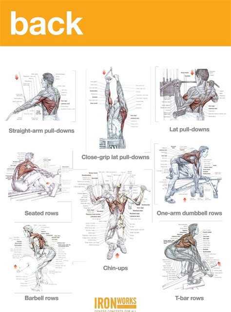 Szukaj więcej w bibliotece wolnych od tantiem grafik wektorowych istock, obejmującej grafiki anatomia człowieka. BACK, TRAPS AND BICEPS WORKOUT | Gym | Pinterest | Biceps workout, Biceps and Workout