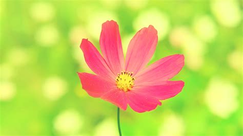 Flowers Pink Flowers Cosmos Flower Wallpapers Hd Desktop And Mobile Backgrounds