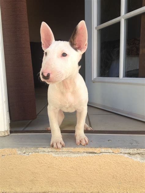 A Small White Dog Standing On Top Of A Door Mat In Front Of A Window
