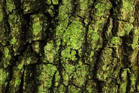 Textured Green Bark On A Tree Vertical Stock Photo Image Of Contrast