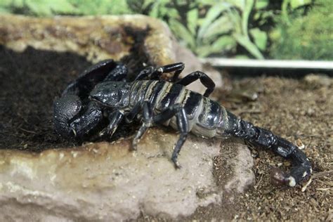 11 Types Of Scorpions For Pets With Pictures