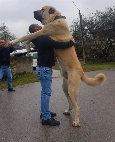 A List Of Giant Dogs That Dont Quite Understand How Big They Actually Are