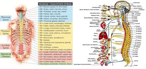 Anatomy Of The Human Lower Body Organs Science Anatomy Scan Of Human