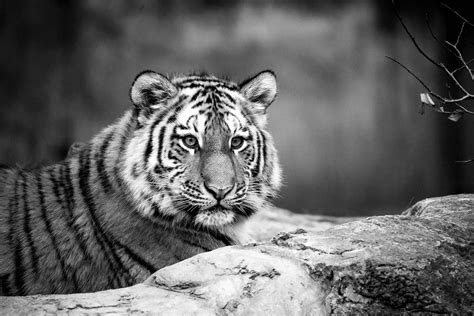 Tiger In Schwarz Weiß Foto And Bild Tiere Zoo Wildpark And Falknerei