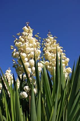 This plants flower once each year, generally from the middle of summer to early fall, depending on the variety. How to Prune Outdoor Yucca Plants | eHow