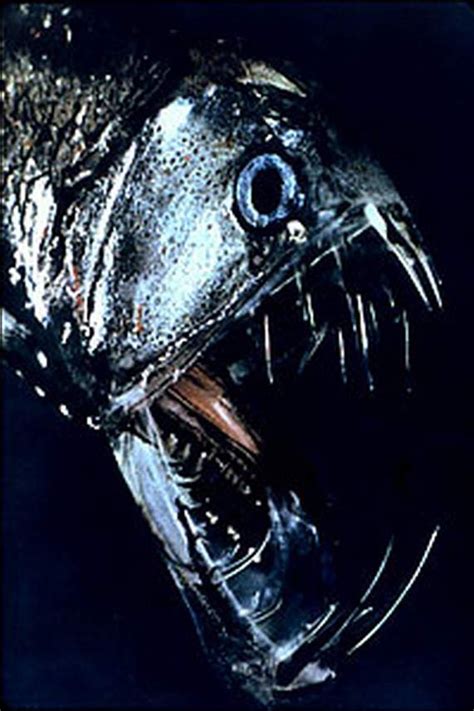 A Viperfish 2 Foot Of Terrifying Deep Sea Predator Look At Those