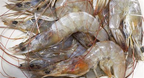 Why Do Shrimps Change Color When Cooked Explained The Food Untold
