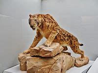 No one can deny the amazing beauty and abilities of the big cats of the world. Felidae - Wikipedia