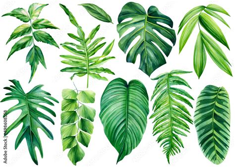 Collection Of Tropical Leaves Watercolor Isolated Elements On A White