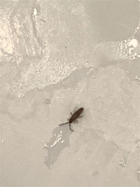 Little Bugs In Bathroom Sink Rispa