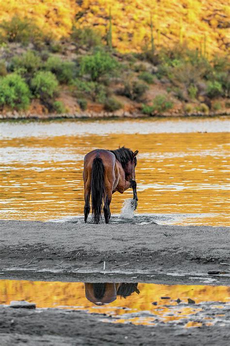 Arizona Wild Horse Playing In Water Photograph By Susan Schmitz