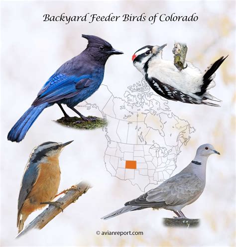 Birds That Visit Backyard Bird Feeders In Colorado An Id Guide
