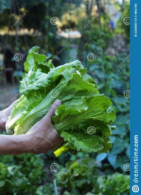 Man With Some Romaine Lettuces In His Hands Stock Photo Image Of