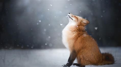 fox enjoying falling snow hd wallpaper hintergrund