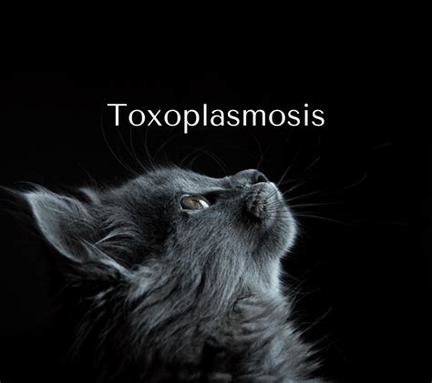 Toxoplasmosis A Cat Astrophe To Avoid Seeking Science