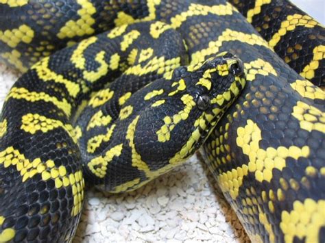 Check spelling or type a new query. Jungle Carpet Python Facts and Pictures | Reptile Fact