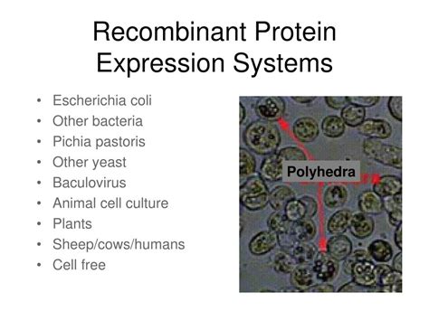 Therapeutic recombinant proteins are exogenous proteins that are expressed in a production plants have many attractive characteristics as a recombinant protein production platform: PPT - Recombinant Protein Production PowerPoint ...