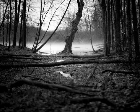 Winter Woods 10 Photograph By Matt Hammerstein Fine Art America