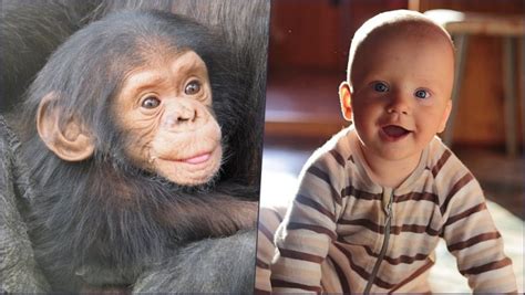 chimpanzee  human babies laugh alike study latestly