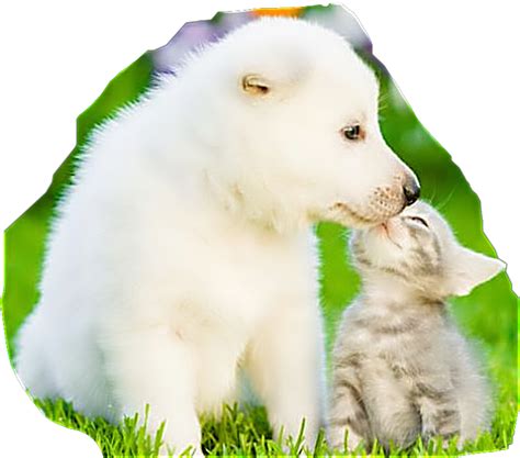 Puppy Kitten Puppylove Kittylove Sticker By Mellinamd9