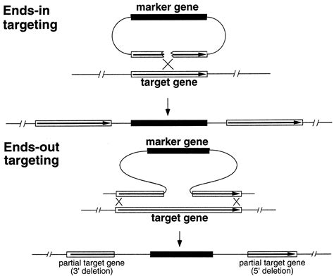 Gene Targeting By Homologous Recombination In Drosophila Science