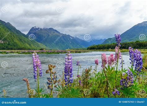 Meadow With Lupins On A River Between Mountains New Zealand 57 Stock