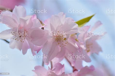 Macro Texture Of Japanese Pink Weeping Cherry Blossoms Stock Photo