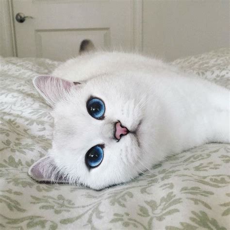 Coby The Cat Has The Most Beautiful Eyes In The Universe Cats Cute