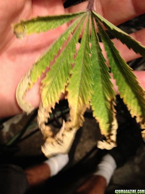 Leaves Turning Brown Dying And Yellowing Help 420 Magazine