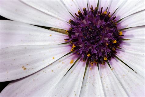Flower Macro Free Photo Download Freeimages