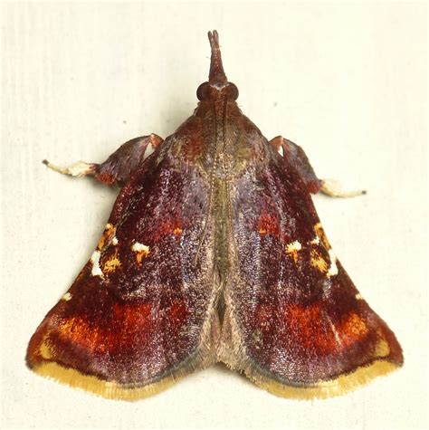 Snout Moth Chrysauginae Pyralidae Andreas Kay Flickr