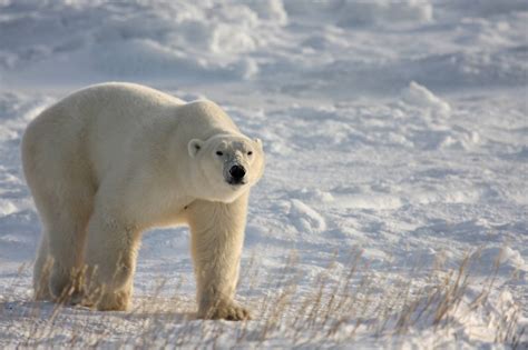 Polar Bears Of Churchill Profile Portfolio Polar Bears Of Churchill