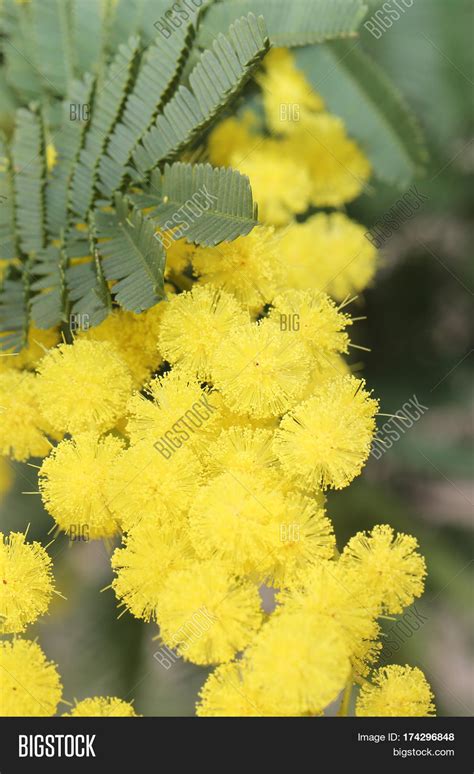 Yellow Mimosa Flowers Image And Photo Free Trial Bigstock