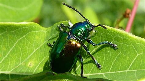 Iridescent Beetle Chrysochus Auratus Bugguidenet