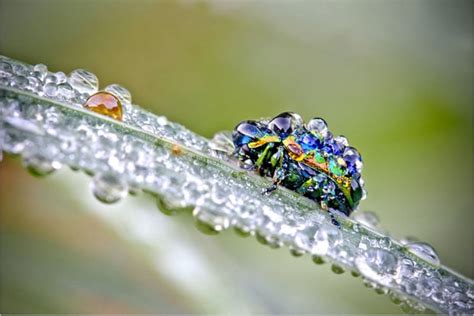 Stunning Macro Photographs Of Insects Glowing In The Morning Dew