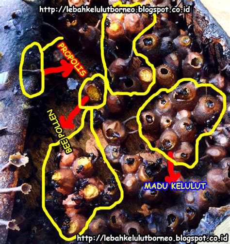 Maybe you would like to learn more about one of these? Madu Lebah Kelulut Kalimantan: Madu Asli Lebah Kelulut,# ...